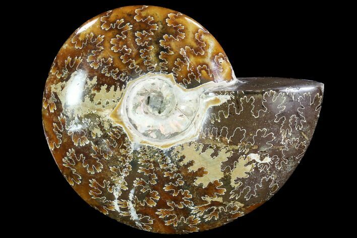 Polished, Agatized Ammonite (Cleoniceras) - Madagascar #88062